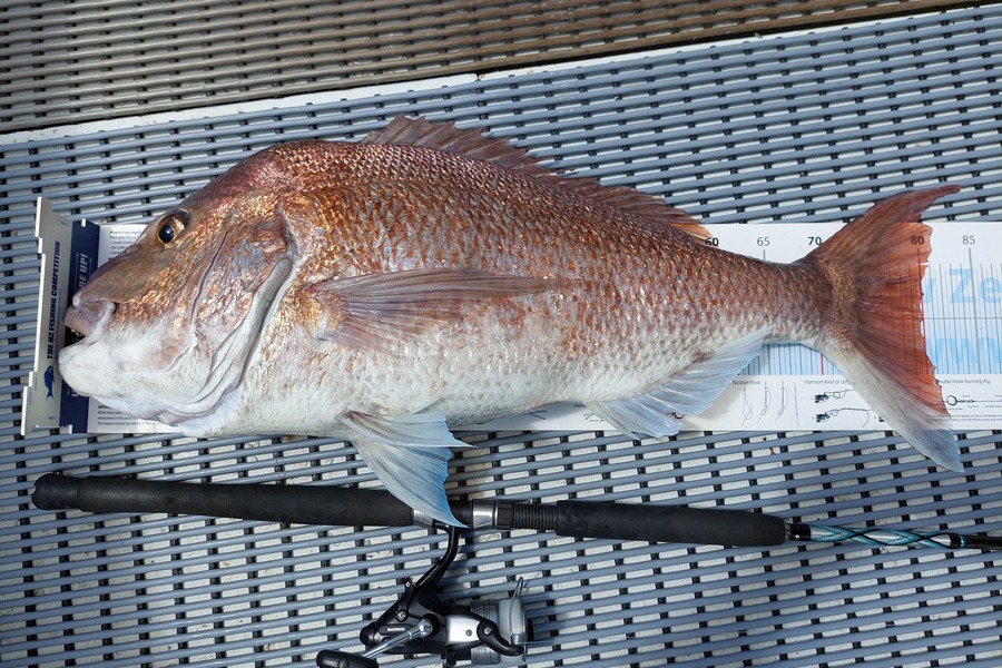 Janet Attwood caught this 80.0cm Snapper at Ngunguru during The Export NZ Fishing Competition