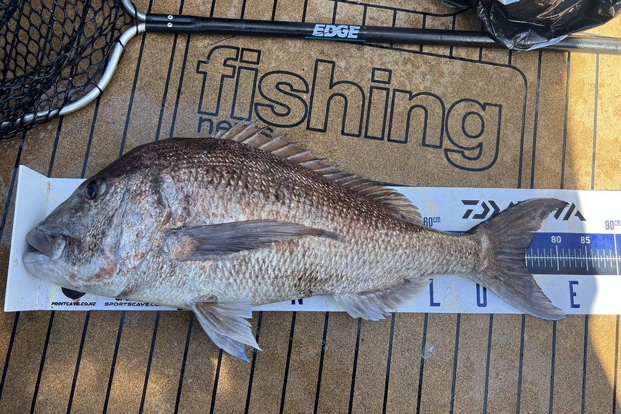 Kelly  Draper  caught this 74.5cm Snapper at hen and chicks  during The Export NZ Fishing Competition