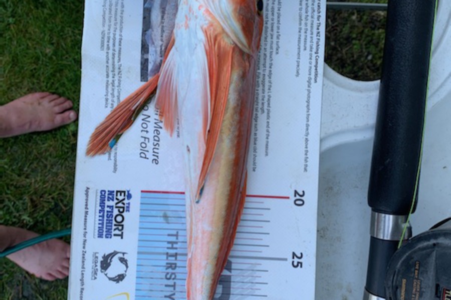 Matt Graham caught this 35.5cm Gurnard at Hawkes bay during The Export NZ Fishing Competition