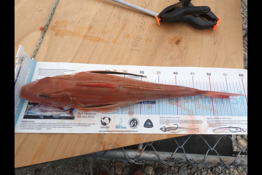 Nick Richards caught this 55.0cm Gurnard at West Coast SI during The Export NZ Fishing Competition