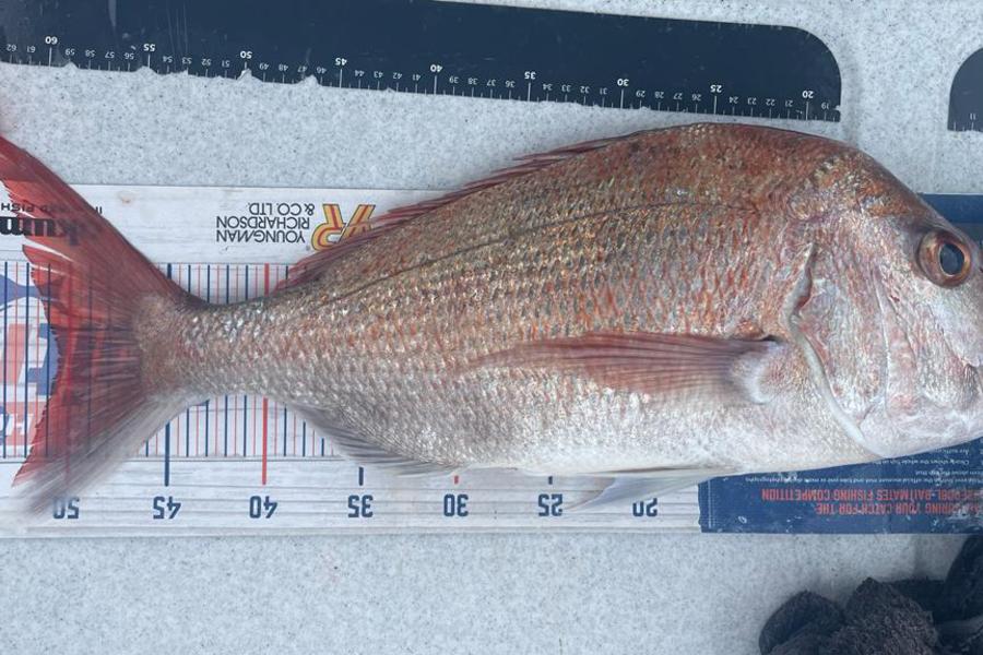 Brendan Lochead caught this 50.5cm Snapper at Kawau Island during The Export NZ Fishing Competition