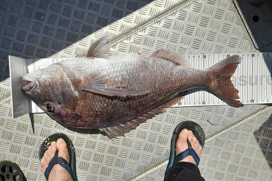Mark Beauchamp caught this 80.5cm Snapper at Bay of Islands during The Export NZ Fishing Competition