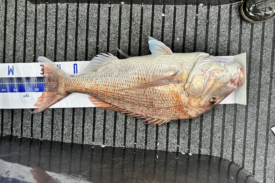 Alex Muir caught this 81.5cm Snapper at Hauraki  during The Export NZ Fishing Competition