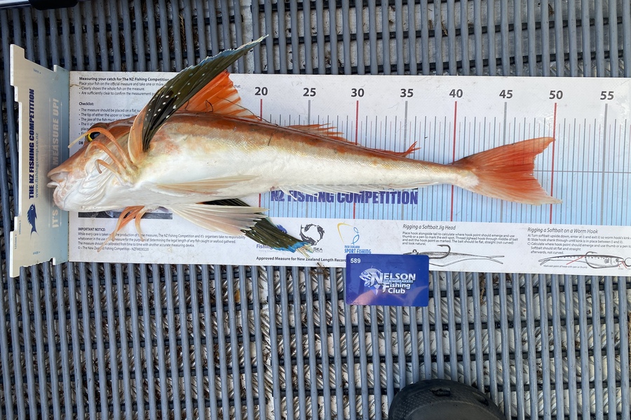 Karl Puklowski  caught this 48.0cm Gurnard at Marlborough sounds during The Export NZ Fishing Competition