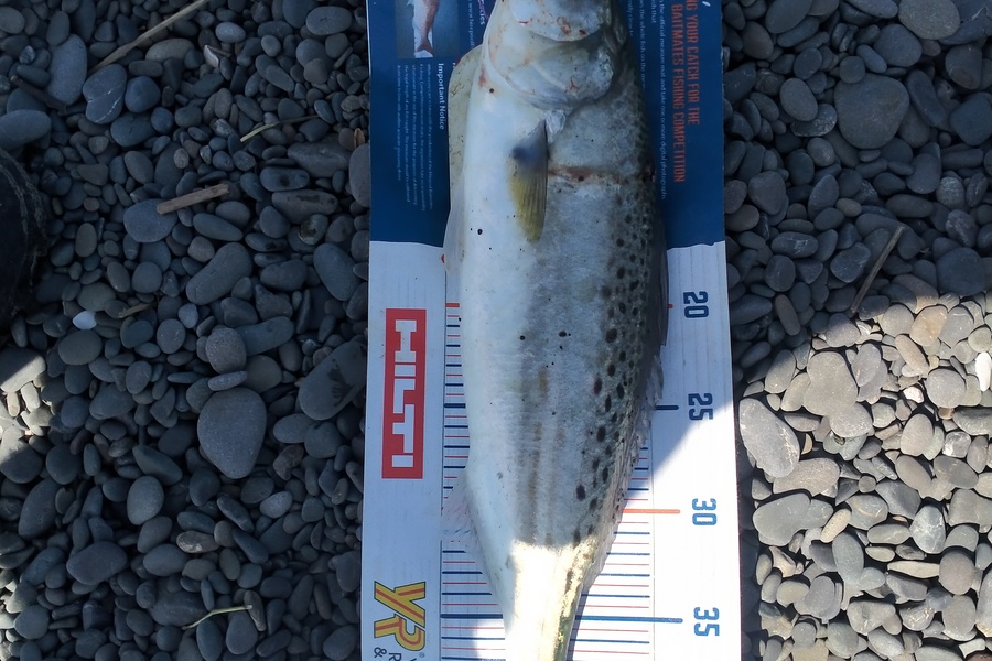 Tim  McKenzie caught this 42.5cm Kahawai at Napier during The Export NZ Fishing Competition
