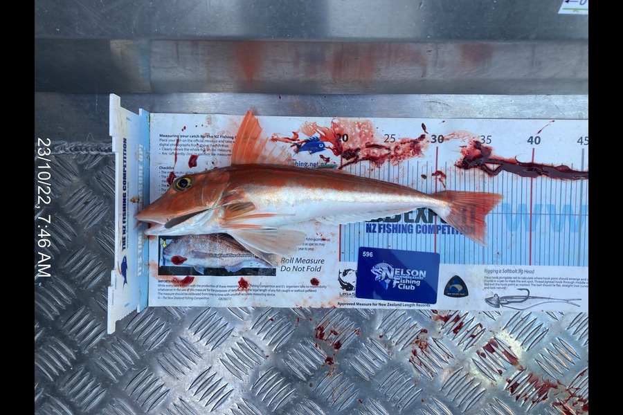 Shannon Scholes caught this 35.0cm Gurnard at Nelson bays  during The Export NZ Fishing Competition