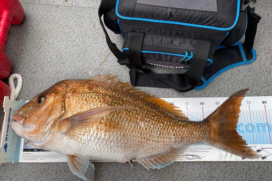 Grant Blair caught this 50.0cm Snapper at Whitianga during The Export NZ Fishing Competition