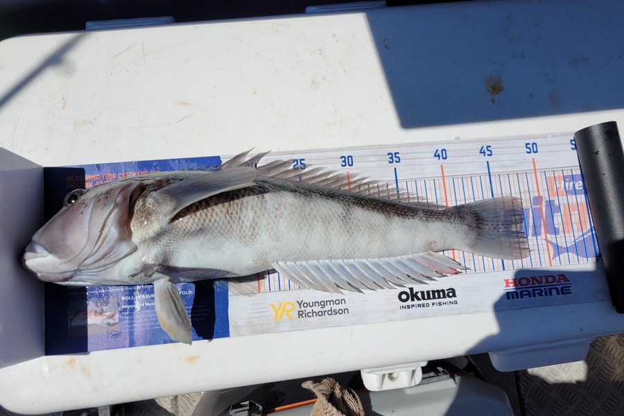 Robert Falconer caught this 47.5cm Blue Cod at Taranaki  during The Export NZ Fishing Competition
