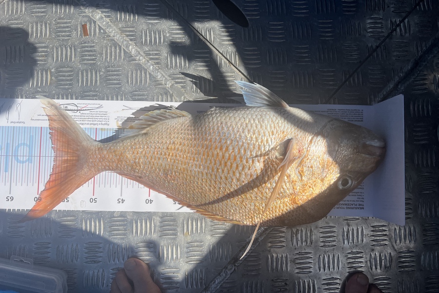Richard Hope caught this 57.0cm Snapper at Firth during The Export NZ Fishing Competition