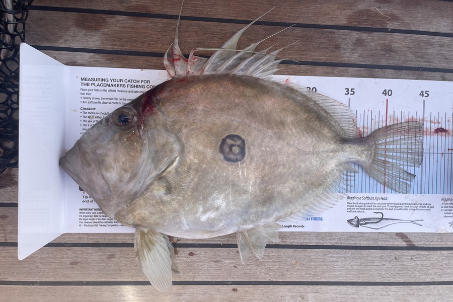 Ben Hickmer caught this 45.0cm John Dory at Hauraki gulf during The Export NZ Fishing Competition