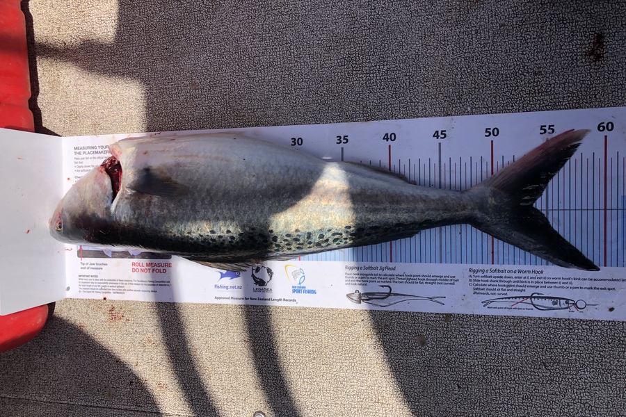 Sam Sommerville caught this 51.5cm Kahawai at 40m during The Export NZ Fishing Competition