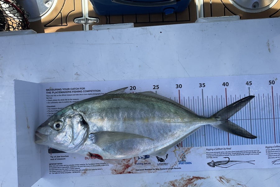 Jarrod Barfoot caught this 40.0cm Trevally at Hauraki gulf during The Export NZ Fishing Competition