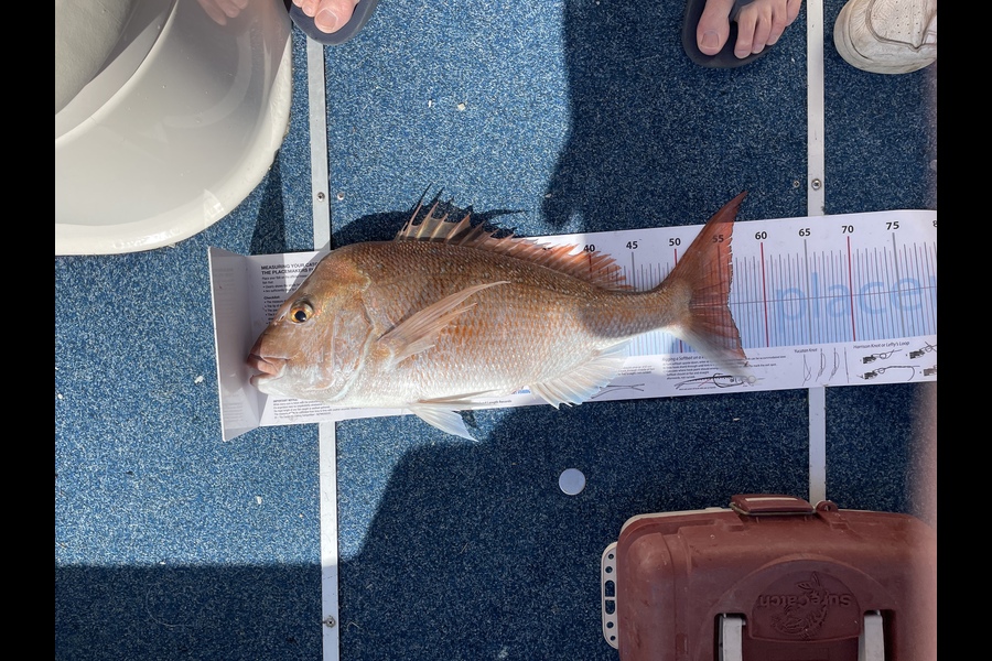 Mark Jamieson caught this 55.5cm Snapper at Gulf  during The Export NZ Fishing Competition