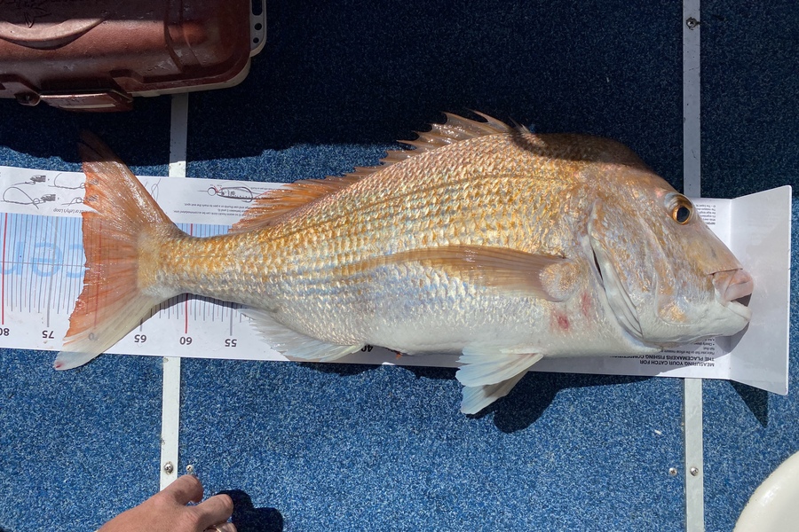 Matt Bradbury caught this 71.0cm Snapper at Mermaids  during The Export NZ Fishing Competition