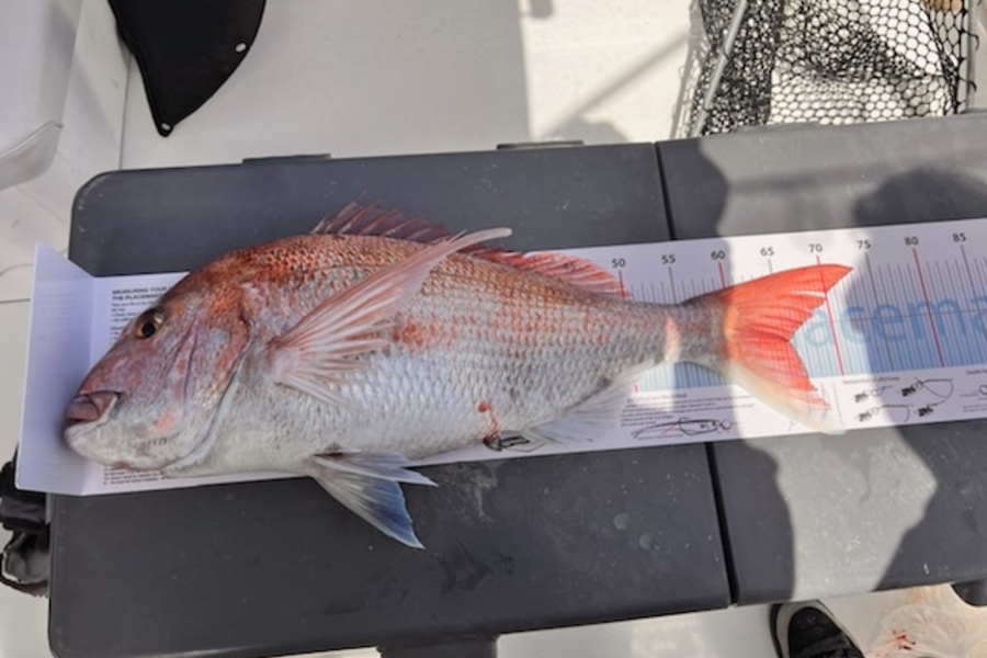 Scott Eddy caught this 65.5cm Snapper at Gulf during The Export NZ Fishing Competition