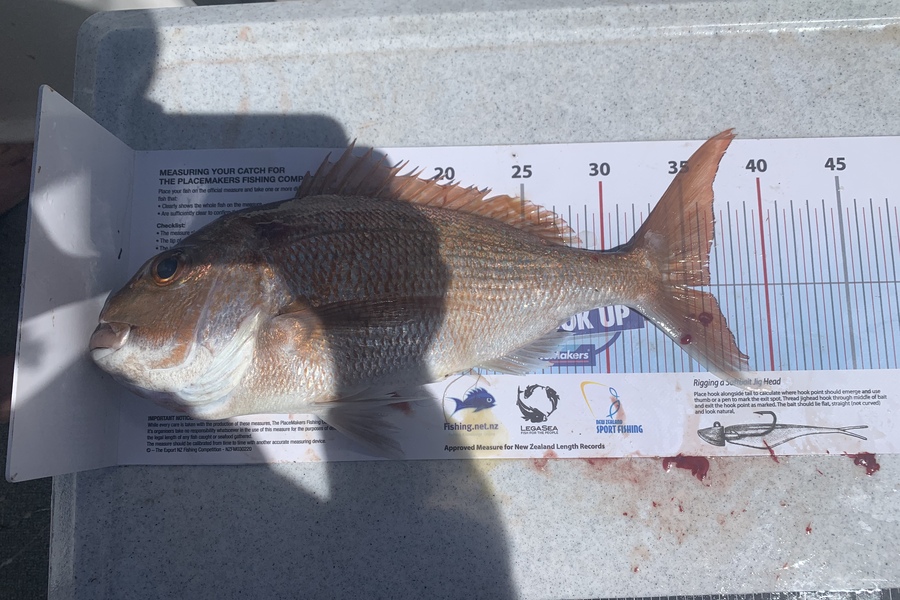 Josh De caught this 36.0cm Snapper at Rakino during The Export NZ Fishing Competition