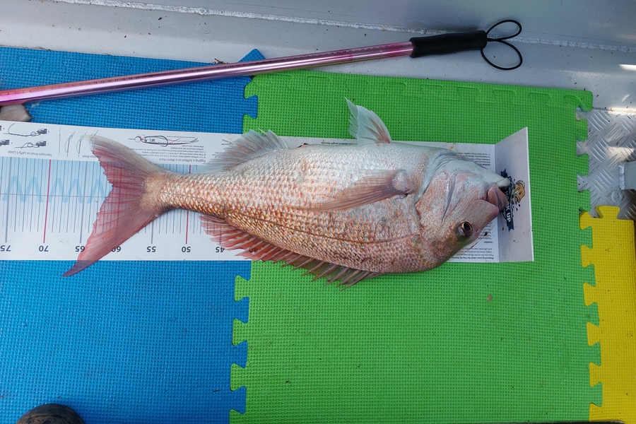 James Slater caught this 61.0cm Snapper at Motutapu during The Export NZ Fishing Competition