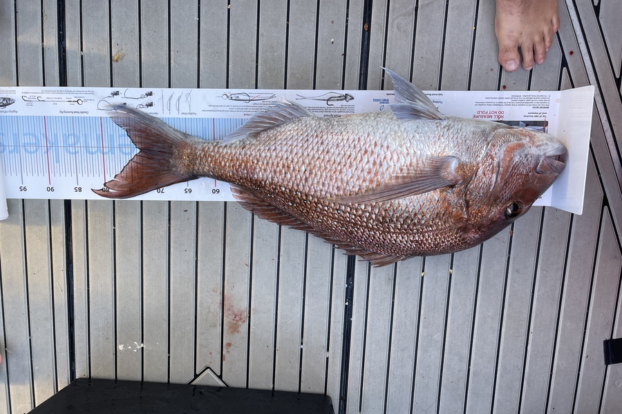 Paul Buddle caught this 73cm Snapper at Channel isl during The Export NZ Fishing Competition