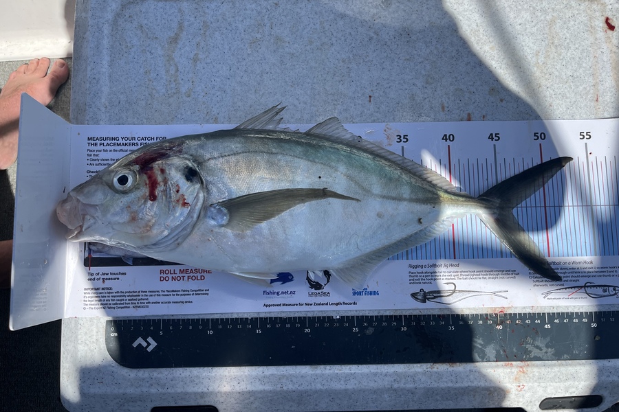 Jacob Goodwin caught this 46.0cm Trevally at Hauraki  during The Export NZ Fishing Competition