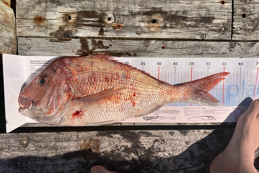 Nathan Robertson caught this 54cm Snapper at Gulf during The Export NZ Fishing Competition