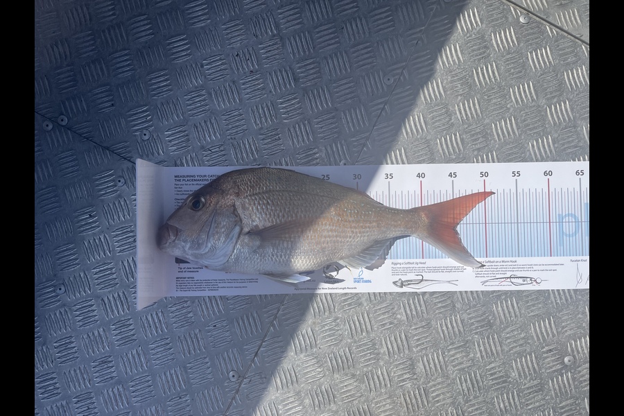 Marcus Banton caught this 45.0cm Snapper at 47 meters  during The Export NZ Fishing Competition