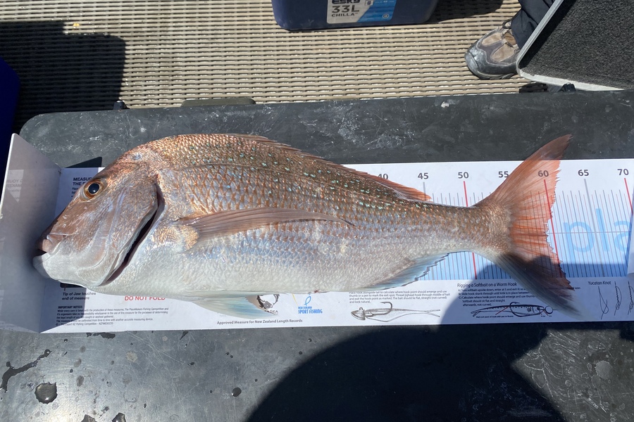 Kevin Vipond caught this 59.0cm Snapper at Noises during The Export NZ Fishing Competition