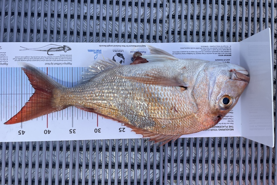 Jeremy Beaton caught this 42.0cm Snapper at Channel island  during The Export NZ Fishing Competition