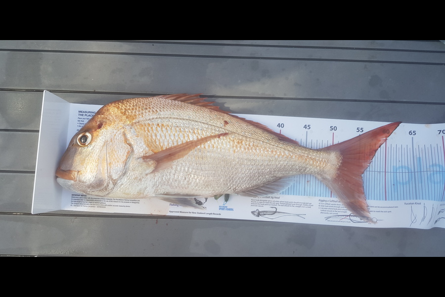 Jeremy Saunders caught this 55.5cm Snapper at Hauraki Gulf during The Export NZ Fishing Competition