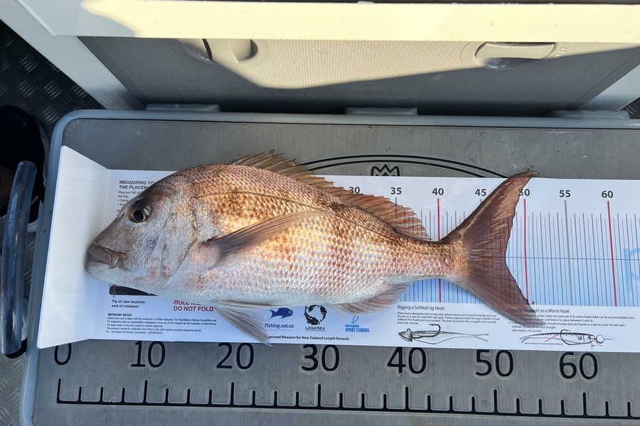 Matt Vitali caught this 47.5cm Snapper at Hauraki gulf during The Export NZ Fishing Competition
