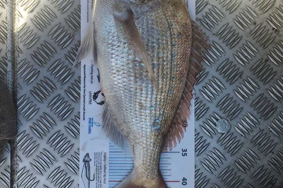 Clark Bainbridge caught this 44.0cm Snapper at Noises during The Export NZ Fishing Competition