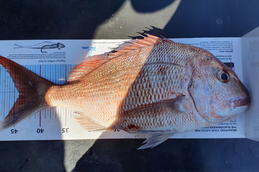 Win Han caught this 44.0cm Snapper at Noisies during The Export NZ Fishing Competition