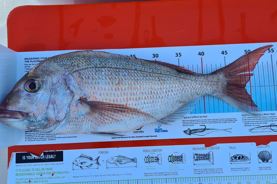 Steve King caught this 48.5cm Snapper at Anchorite Rock during The Export NZ Fishing Competition