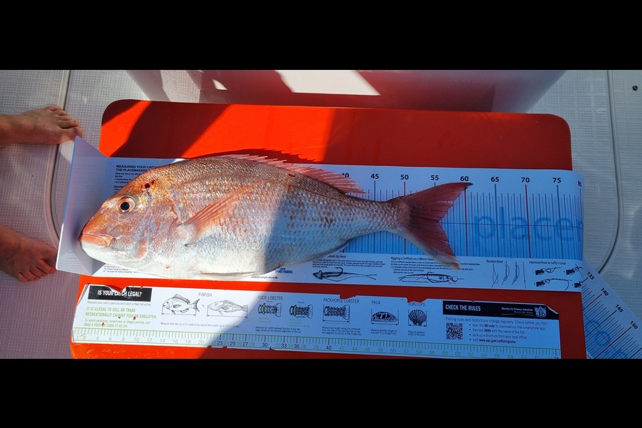 Paul Lambert caught this 55.5cm Snapper at Anchorite during The Export NZ Fishing Competition