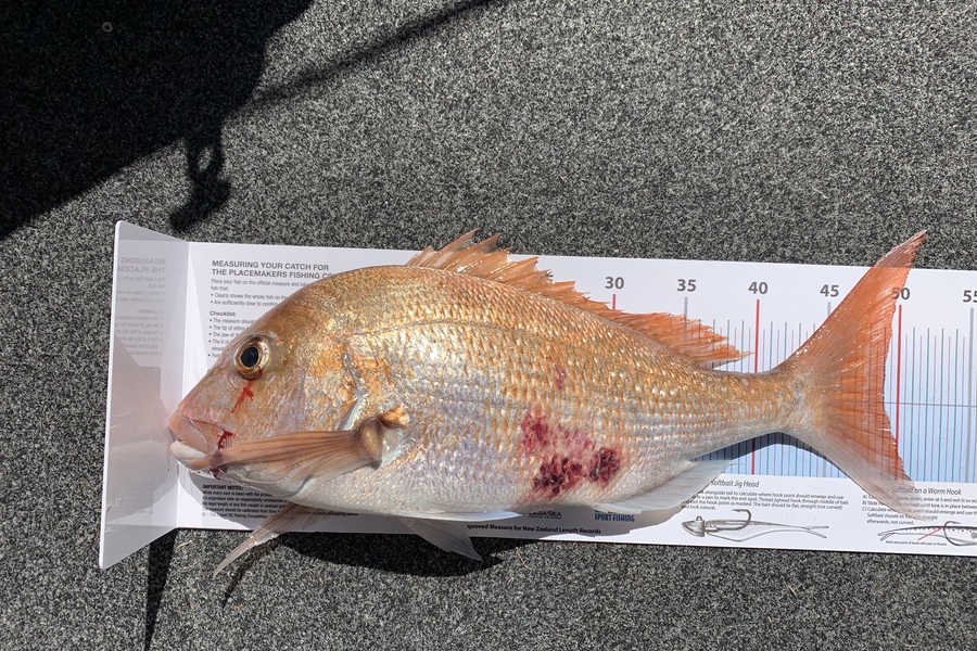 Bevan Sterling caught this 49.0cm Snapper at Little Barrier during The Export NZ Fishing Competition
