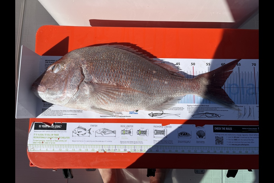 Brett Elstob caught this 59.0cm Snapper at Anchorite during The Export NZ Fishing Competition