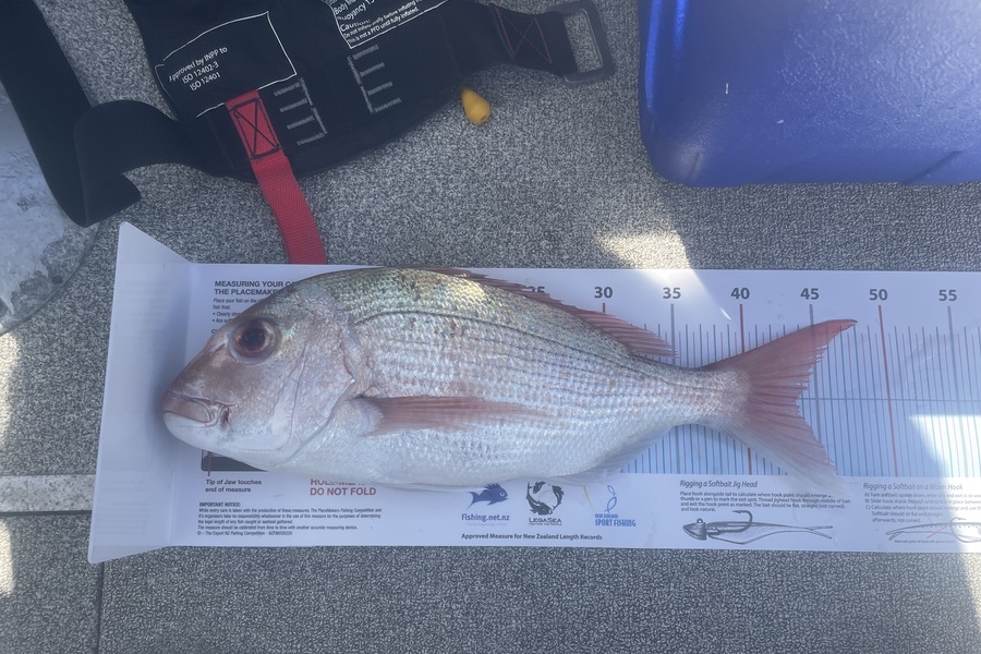 Gregor Kregar caught this 43.0cm Snapper at Noises during The Export NZ Fishing Competition