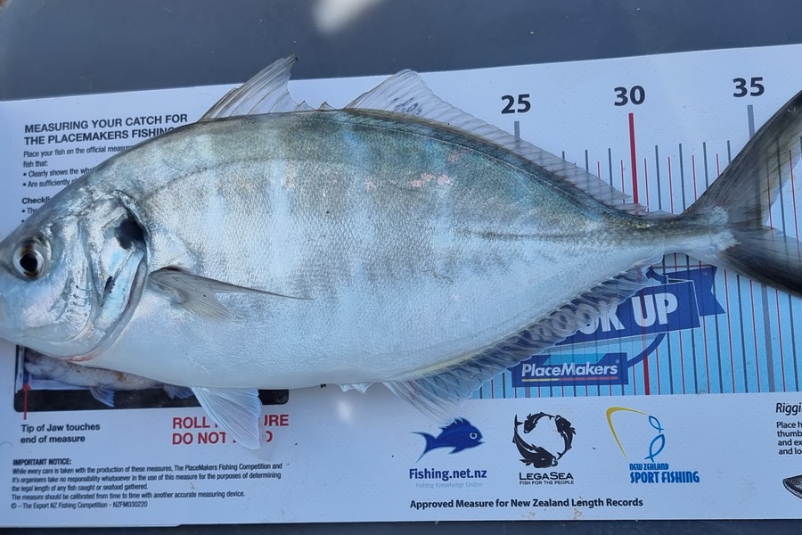 Colin Sharp caught this 35.0cm Trevally at Waiheke  during The Export NZ Fishing Competition