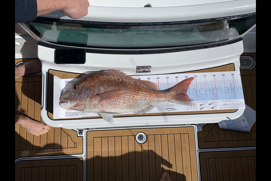 Mike Page caught this 64.0cm Snapper at Waiheke during The Export NZ Fishing Competition