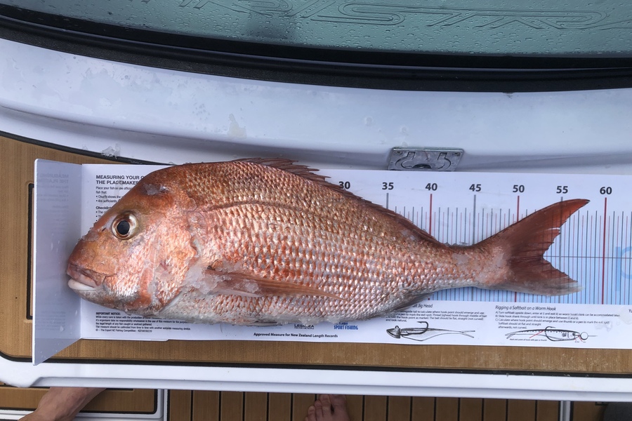 Ben Kindred caught this 53.0cm Snapper at Waiheke during The Export NZ Fishing Competition