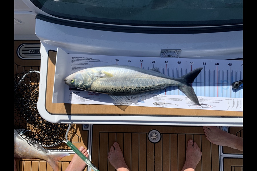 Mike Page caught this 49.5cm Kahawai at Waiheke during The Export NZ Fishing Competition