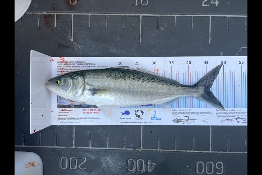 Aaron  Wikenden caught this 46cm Kahawai at Motuora  during The Export NZ Fishing Competition
