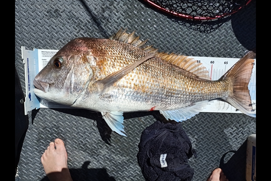 Nicole  Frood caught this 74.0cm Snapper at Bay of Islands  during The Export NZ Fishing Competition