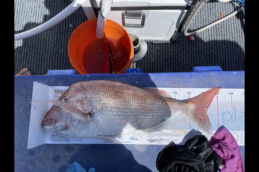 Justin Bramwell caught this 56.0cm Snapper at Outer gulf  during The Export NZ Fishing Competition