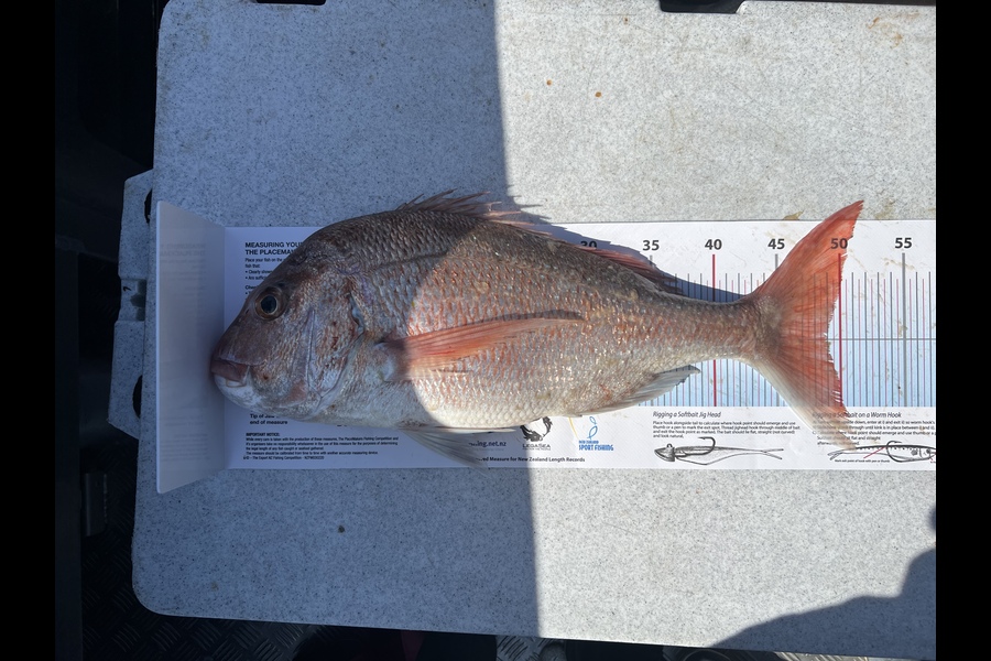 Brett Maca caught this 49.0cm Snapper at 50m mark during The Export NZ Fishing Competition