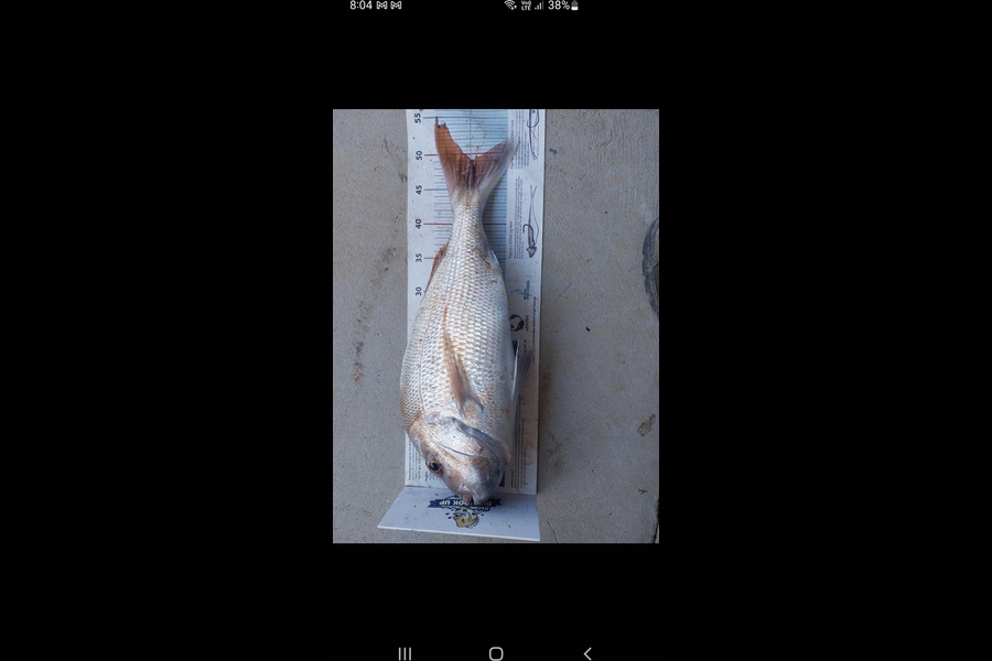 Mike Slater caught this 49.0cm Snapper at Motutapu during The Export NZ Fishing Competition