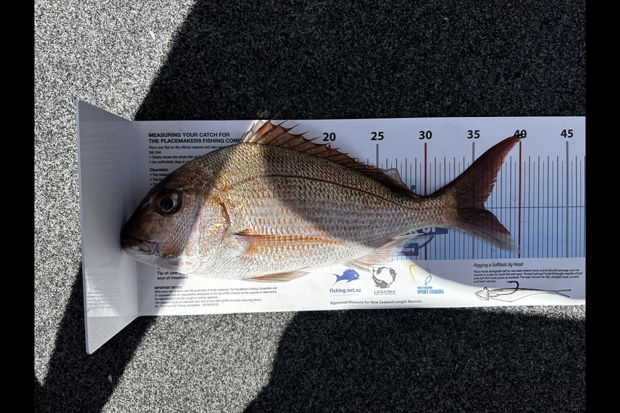 Callum Rouse caught this 36.0cm Snapper at Little Barrier during The Export NZ Fishing Competition
