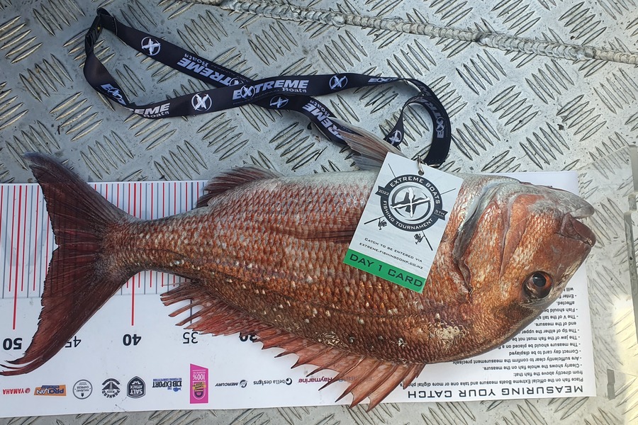 Phillip Barnes caught this 46.0cm Snapper at Whitianga during The Export NZ Fishing Competition