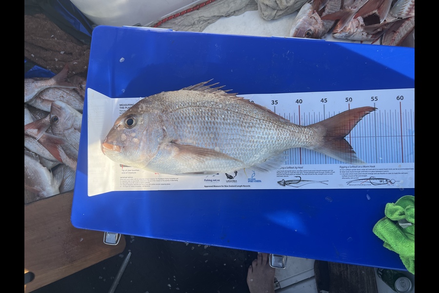 Russell Lichtwark caught this 48.5cm Snapper at Chanel Island during The Export NZ Fishing Competition