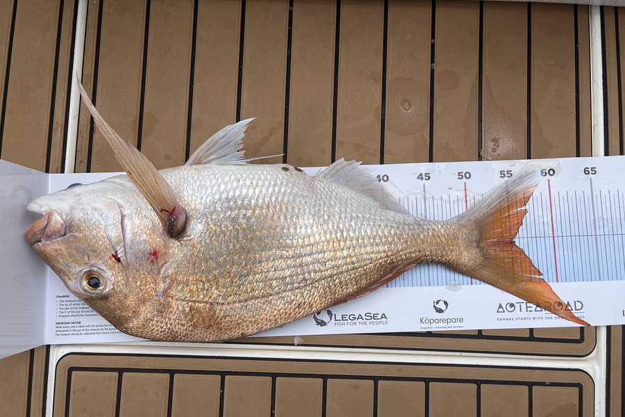 Richard Paul caught this 55.0cm Snapper at Ahahs during The Export NZ Fishing Competition