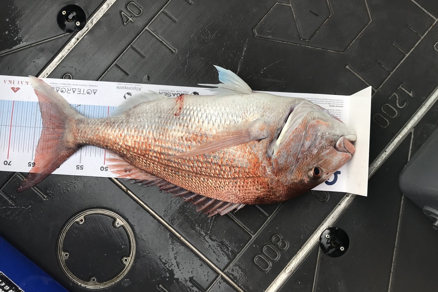 Duncan Ashford caught this 63.5cm Snapper at 50m mark gulf during The Export NZ Fishing Competition
